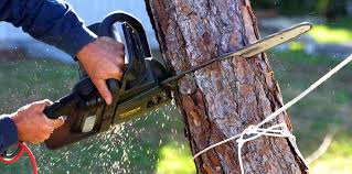 Best Tree Risk Assessment  in Kewaunee, WI
