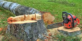 Best Root Management and Removal  in Kewaunee, WI
