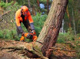  Kewaunee, WI Tree Services Pros