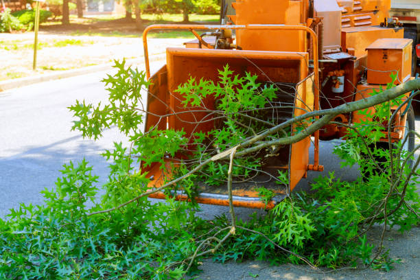 Best Tree Removal  in Kewaunee, WI