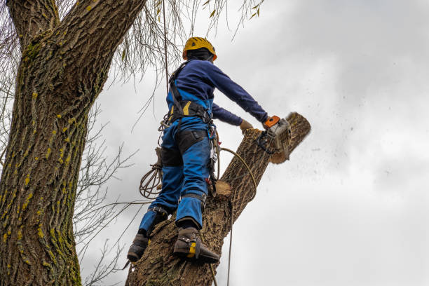 Best Leaf Removal  in Kewaunee, WI