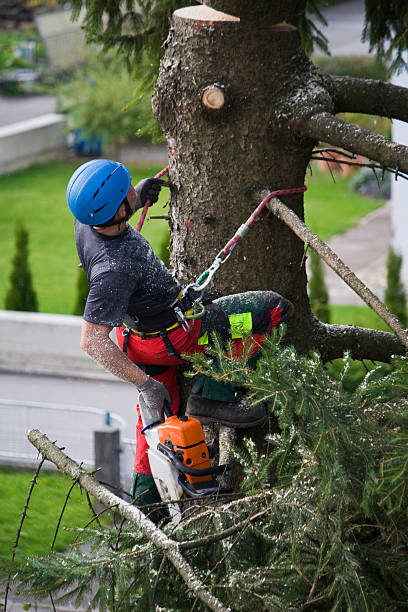 Best Firewood Processing and Delivery  in Kewaunee, WI