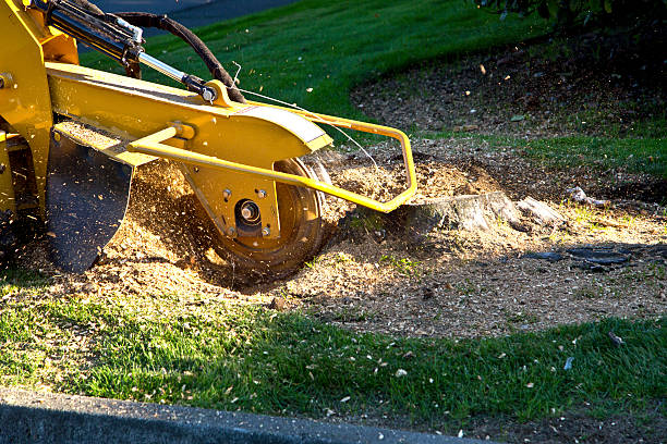Best Tree Disease Treatment  in Kewaunee, WI
