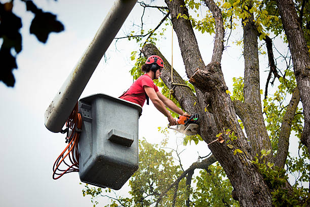 Best Hazardous Tree Removal  in Kewaunee, WI