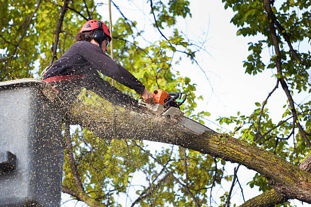 Best Lawn Maintenance Plans  in Kewaunee, WI
